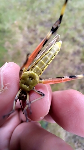 Large Marsh Grasshopper