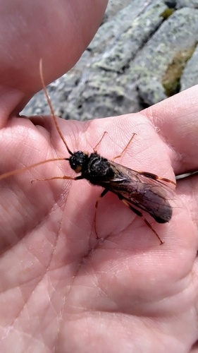 Giant Woodwasp