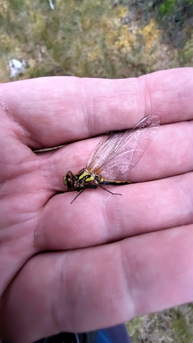 Black Meadowhawk