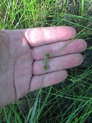 Carex arkansana
