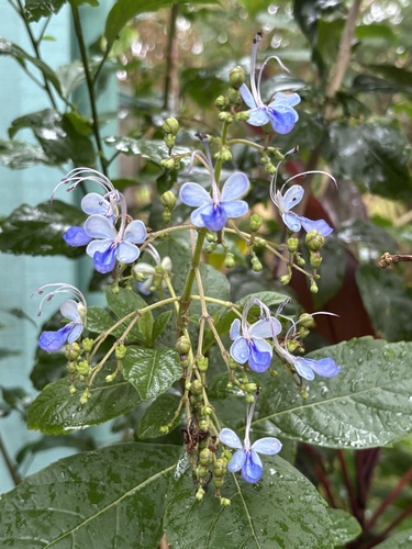 Rotheca myricoides observed 2025-07-07