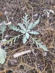 Hymenopappus artemisiifolius