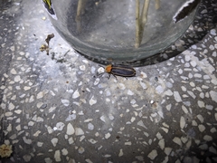 Pyrocoelia praetexta