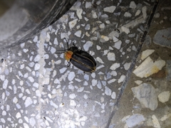 Pyrocoelia praetexta