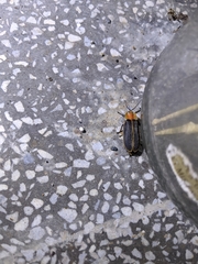 Pyrocoelia praetexta