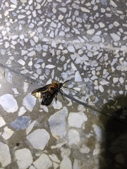 Pyrocoelia praetexta