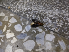 Pyrocoelia praetexta