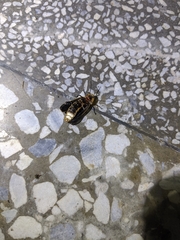 Pyrocoelia praetexta