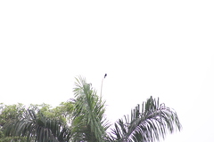 Molothrus bonariensis