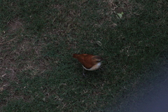 Furnarius leucopus cinnamomeus