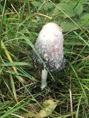 Coprinus comatus