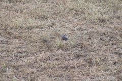 Columbina buckleyi