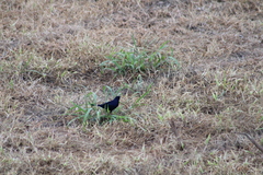 Molothrus bonariensis