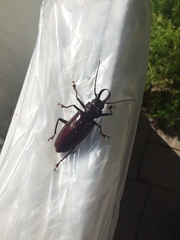 Stenodontes exsertus