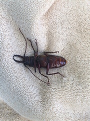 Stenodontes exsertus