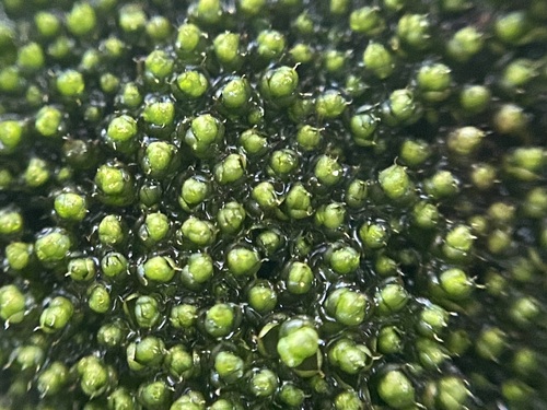 Elegant Bryum (Ptychostomum elegans)