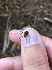 Bunochelis spinifera