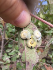 Macremphytus tarsatus