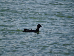 Fulica atra
