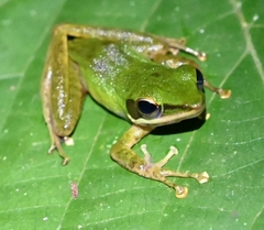 Chalcorana megalonesa