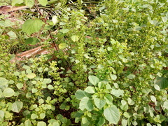 Acalypha indica