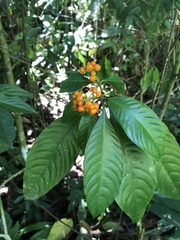 Palicourea racemosa