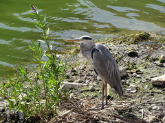 Ardea cinerea
