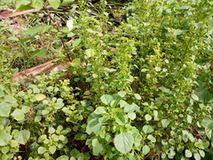 Acalypha indica