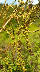 Hechtia guatemalensis