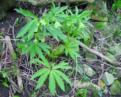 Helleborus viridis