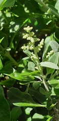 Chenopodium parabolicum