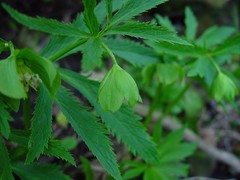Helleborus viridis
