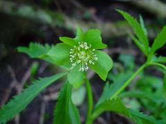 Helleborus viridis