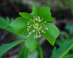 Helleborus viridis