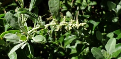 Chenopodium parabolicum