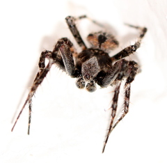 Pararaneus
