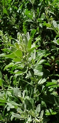 Chenopodium parabolicum