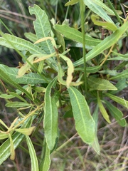 Morella cerifera image