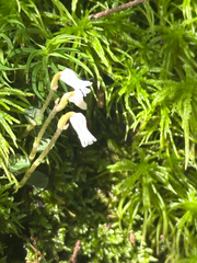 Toothed lip orchid (Odontochilus)