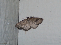 Homochlodes disconventa