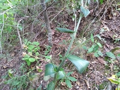 Tradescantia crassifolia