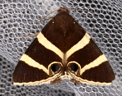 Grammodes ocellata