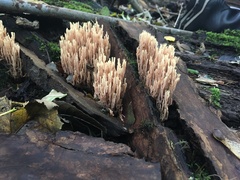 Fungi