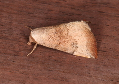 Mataeomera mesotaenia