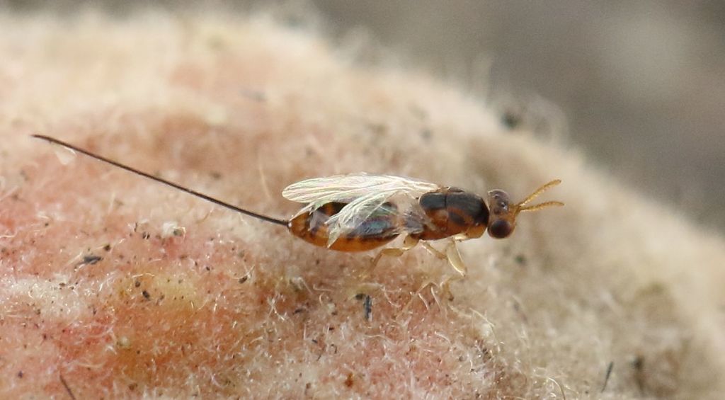 Sycophaga gigas