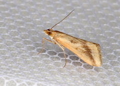 Achyra massalis