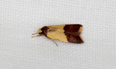 Heteroteucha dichroella