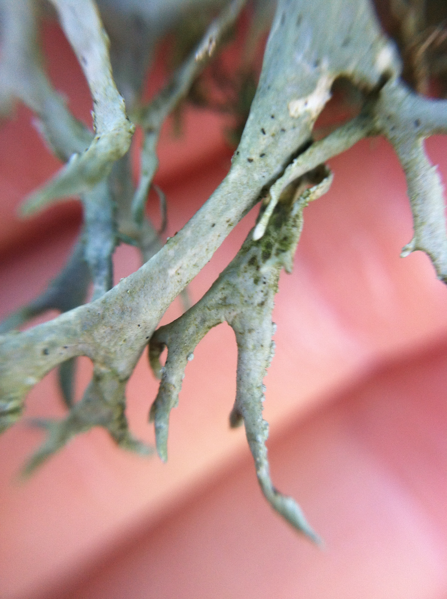 Evernia prunastri image