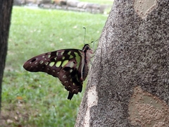 Graphium agamemnon agamemnon