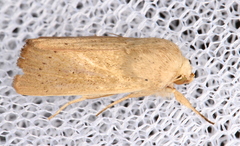 Leucania abdominalis